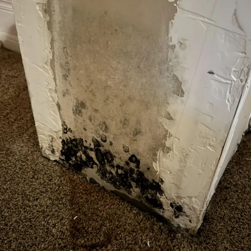 Professional Mold Removal in Harper, TX